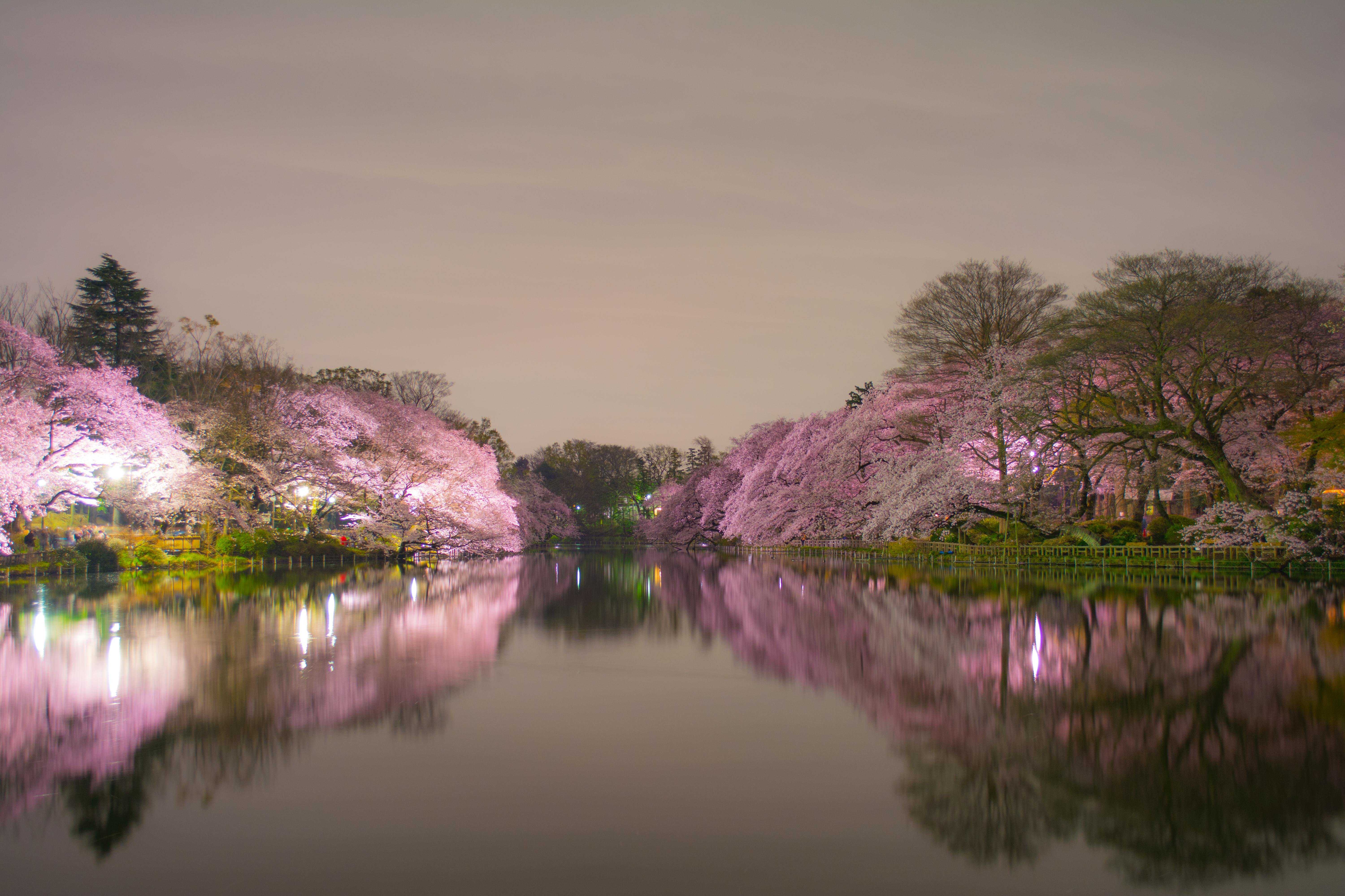 Японское качество видео. Сад Сакуры в Японии. Йокогама Япония Сакура над ручьем. Река в Японии Сакура. Цветение Сакуры в Токио.